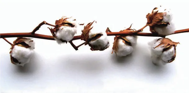 Modern Style 4 PCS Cotton Bed Sheet Printed Bedding Comforter Bed Sheet Bedding Sheet Set